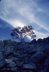 lonetree
