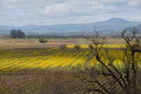 dsc_0017.jpg