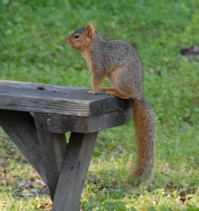 dsc_0068.jpg